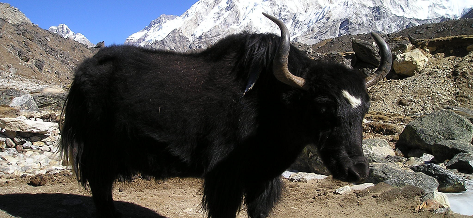 Nepal Himalayas Yak